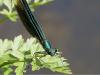 Beautiful Demoiselle, Calopteryx virgo
